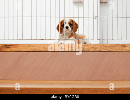 Cavalier King Charles Spaniel Hund - Welpe liegend hinter Schutztür an Treppen Stockfoto