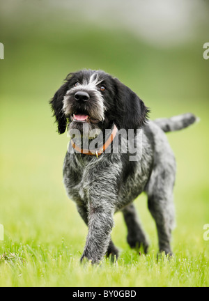 Deutsch Drahthaar Hund - Welpe auf Wiese Stockfoto