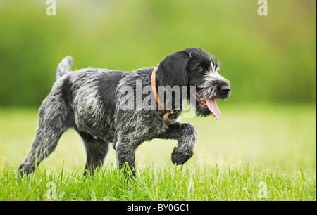 Deutsch Drahthaar Hund - Welpe auf Wiese Stockfoto