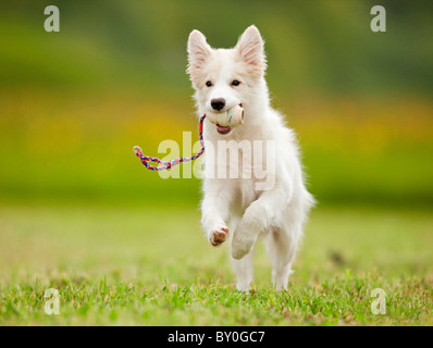 Border-Collie Hund - Welpe mit Spielzeug - läuft auf Wiese Stockfoto