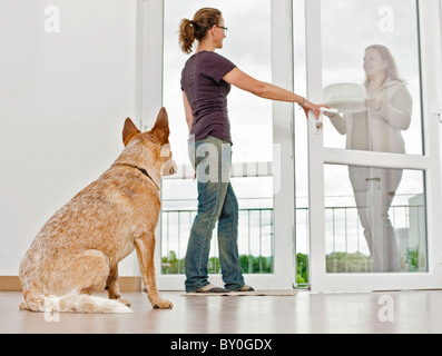 junge Australian Cattle dog beobachtete zwei Frauen an Tür Stockfoto