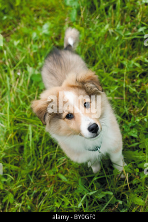 Sheltie Hund - Welpe, stehend auf Wiese Stockfoto