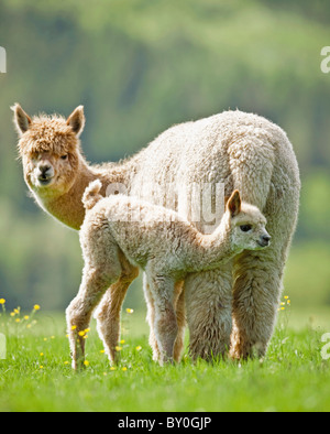 Alpaka (Vicugna pacos). Weibliche und cria stehen auf einer Wiese. Deutschland Stockfoto