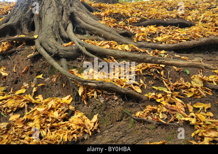 Blätter im Herbst in leuchtend gelben goldenen Farben, die Verlegung auf dem Boden um den Stamm des Baumes mit Wurzeln wachsen um den Baum Stockfoto