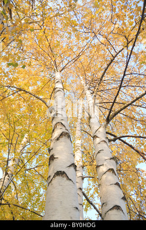 Birken im Herbst Stockfoto