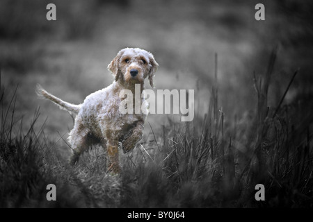 Cockapoo am Shooting Tag schwarz & weiß Stockfoto