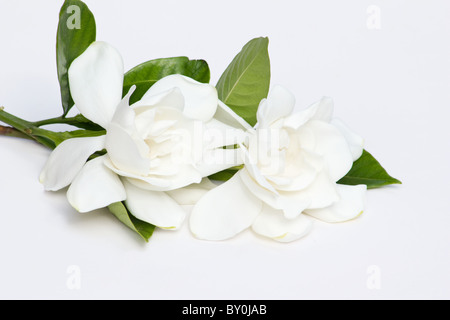 Nahaufnahme der Blüten der Gardenie (Gardenia Jasminoides) auf weißem Hintergrund Stockfoto