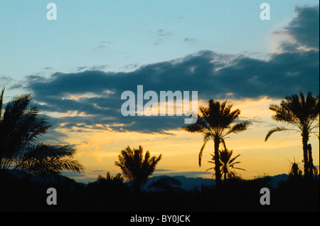 Dubai Vereinigte Arabische Emirate Sonnenuntergang über Wüste Palmen Stockfoto