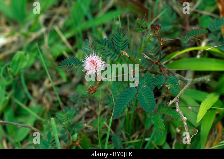 St Kitts Regenwald in der Nähe von Romney Manor Mimosa Pudica (Sinnpflanze) Unkraut Stockfoto