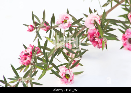 Nahaufnahme von Manuka (Leptospermum Scoparium) Blumen auf weißem Hintergrund Stockfoto