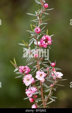 Nahaufnahme von Manuka (Leptospermum Scoparium) Blume Stockfoto