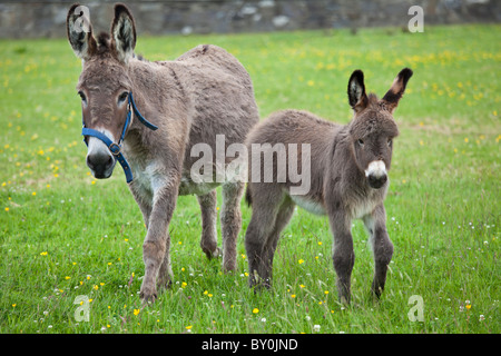 Esel Stute und Fohlen in Connemara, County Galway, Irland Stockfoto