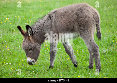 Esel-Fohlen in Connemara, County Galway, Irland Stockfoto