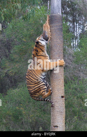 Tiger-Klettern auf einen Baum Stockfoto