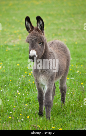 Esel-Fohlen in Connemara, County Galway, Irland Stockfoto