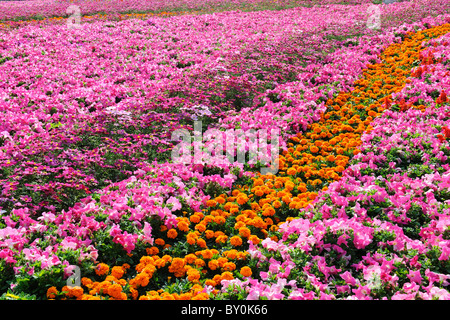 Garten mit vielen Arten von Blumen Stockfoto