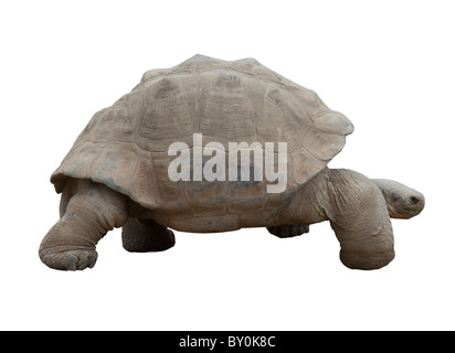 Galapagos Schildkröte, Galapagos, Schildkröte, langsam Stockfoto