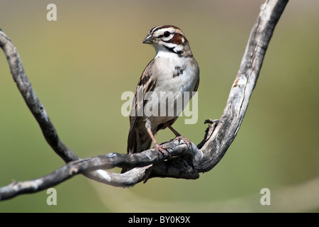 Lerche Spatz Chondestes Grammacus Anza Borrego Staatspark Kalifornien USA Stockfoto