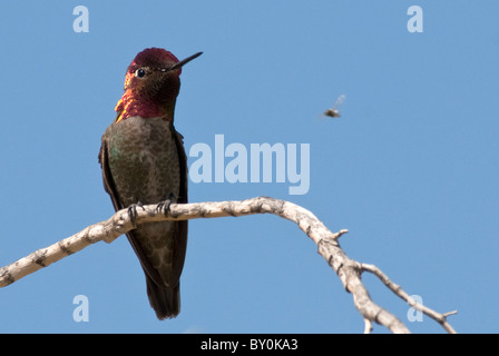 Costas Kolibris Calypte besteht männlichen Anza Borrego Staatspark Kalifornien USA Stockfoto