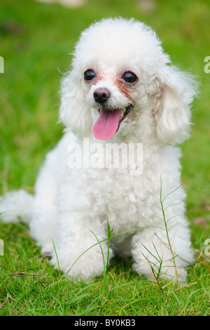 Ein kleines Spielzeug Pudel Hund stehend auf dem Rasen Stockfoto