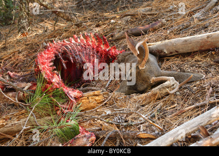 Ein schwarz - Tailed Hirsche Bock, getötet und gegessen werden durch einen Berglöwen. Stockfoto