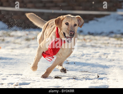 Erwachsenen gelber Labrador laufen im Schnee trägt rote Schal