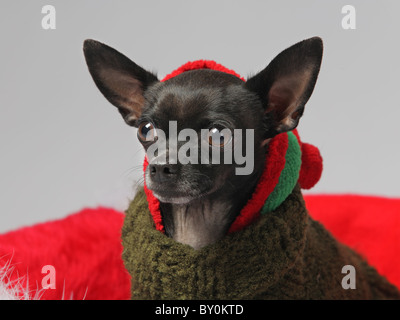 lustige schwarzer Chihuahua Hund tragen Weihnachten Hut closeup Stockfoto
