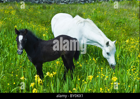 Connemara Pony graue Stute und Fohlen Butterblume Wiese, Connemara, County Galway, Irland Stockfoto