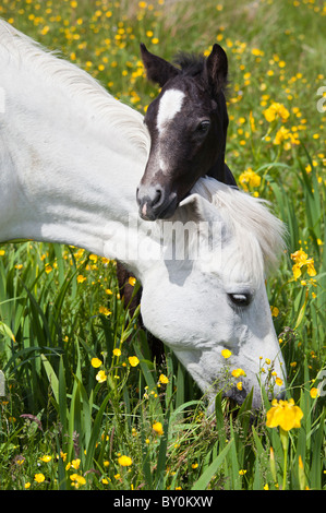 Connemara Pony graue Stute und Fohlen Butterblume Wiese, Connemara, County Galway, Irland Stockfoto