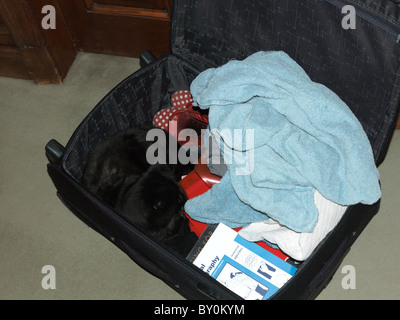 Schwarzer Kater Katze zusammengerollt In gepackten Koffer Stockfoto