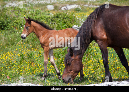 Connemara Pony Stute und Fohlen in Butterblume Wiese, Connemara, County Galway, Irland Stockfoto