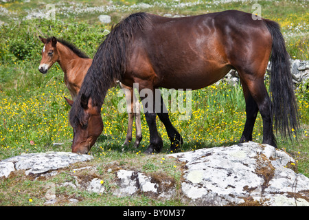 Connemara Pony Stute und Fohlen in Butterblume Wiese, Connemara, County Galway, Irland Stockfoto