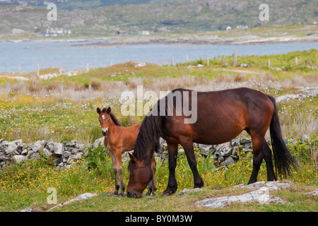 Connemara Pony Stute und Fohlen in Butterblume Wiese, Connemara, County Galway, Irland Stockfoto