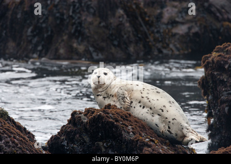 White Harbor Seal ruht auf Felsen Stockfoto