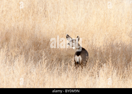 Schwarzschwanzhirsch im toten Gras Stockfoto