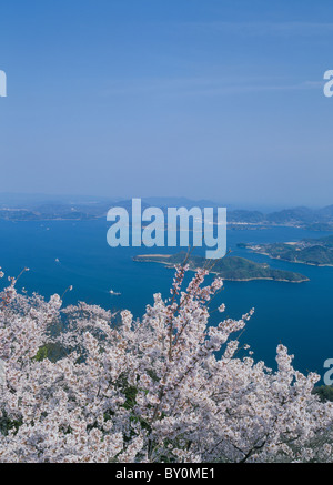 Kirschblüten und Geiyo Inseln, Mihara, Hiroshima, Japan Stockfoto