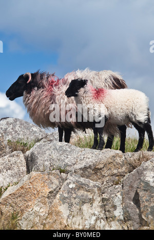 Black-faced Bergschafe und Lamm auf der Moor-Straße in der Nähe von Roundstone, County Galway, Irland Stockfoto