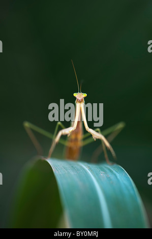 Gottesanbeterin in Indien Stockfoto