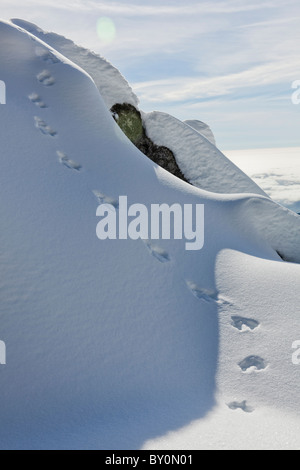 Ich glaube, dass es ein Berglöwe gewesen sein mag, die diese großen Spuren in den Schnee am Rand einer Klippe erstellt. Stockfoto