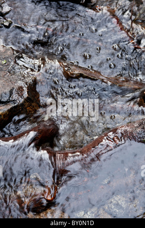 Man hört fast das Wasser diese getragene Rock in dieser kleinen plätschernden Bach in den Sequoia National Forrest umfallen. Stockfoto