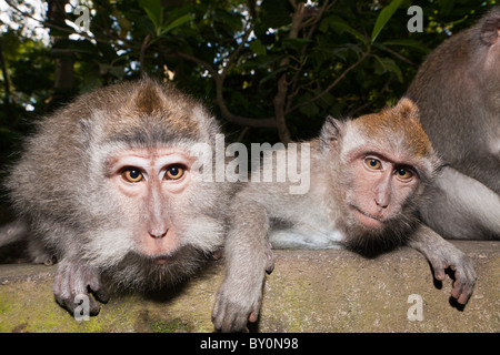 Longtailed Makaken, Macaca Fascicularis, Bali, Indonesien Stockfoto