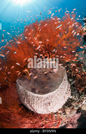 Fass-Schwamm und Seafan, Xestospongia Testudinaria, Melithaea SP., Amed, Bali, Indonesien Stockfoto