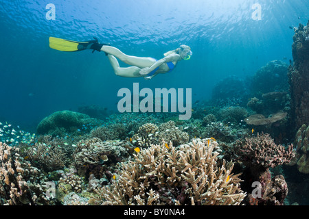 Freitauchen über Korallenriff, Amed, Bali, Indonesien Stockfoto