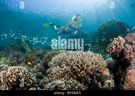 Freitauchen über Korallenriff, Amed, Bali, Indonesien Stockfoto