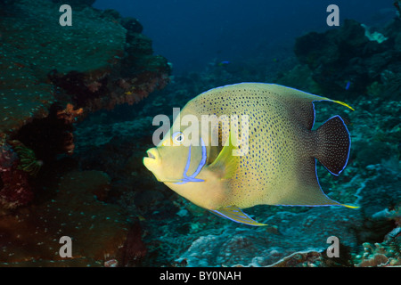 Halbkreis Kaiserfisch, Pomacanthus Semicirculatus, Amed, Bali, Indonesien Stockfoto