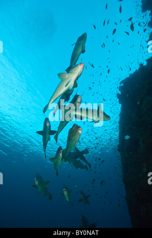 Gruppe von Büffelkopf Papageienfische, Bolbometopon Muricatum, Tulamben, Bali, Indonesien Stockfoto
