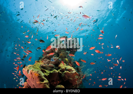 Lyretail Anthias bei Liberty Wrack, Pseudanthias Squamipinnis, Tulamben, Bali, Indonesien Stockfoto