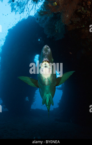 Büffelkopf Papageienfische in Liberty Wrack, Bolbometopon Muricatum, Tulamben, Bali, Indonesien Stockfoto
