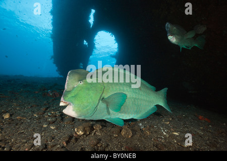 Büffelkopf Papageienfische in Liberty Wrack, Bolbometopon Muricatum, Tulamben, Bali, Indonesien Stockfoto