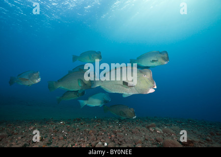 Gruppe von Büffelkopf Papageienfische, Bolbometopon Muricatum, Tulamben, Bali, Indonesien Stockfoto